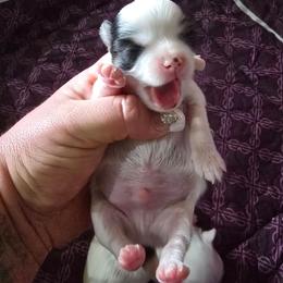 Louis - Black and white male Chihuahua puppy in Amity, Pennsylvania from Baxters Chihuahuas