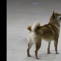 Andy - Shiba Inu