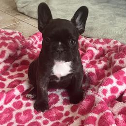 Jill - Brindle female French Bulldog puppy in Harrisburg, Pennsylvania from KnockDown Bulldogs