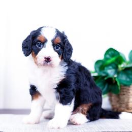 Olive - Tri-color female Bernedoodle puppy in Arthur, Illinois from Central Illinois Bernedoodles
