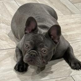 ZaZu - French Bulldog