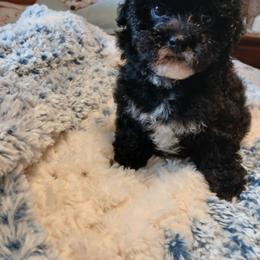 Mocha - Silver female Havapoo puppy in Blanch, North Carolina from Faithful Hearts Kennel