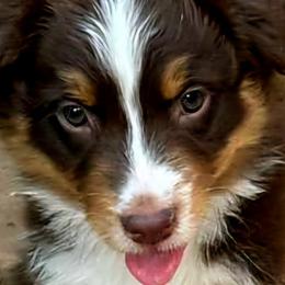 Australian Shepherds from Zia Country Aussies