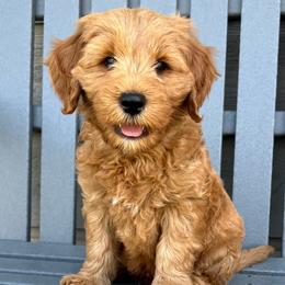 Pink Male - Apricot male Goldendoodle puppy in Great Falls, Montana from Montana Goldendoodles