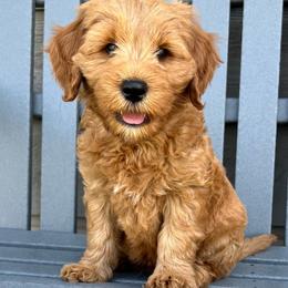 Pink Male - Apricot male Goldendoodle puppy in Great Falls, Montana from Montana Goldendoodles