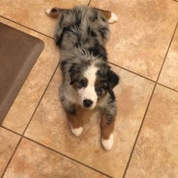 Australian Shepherd Puppies from Oak Island Australian Shepherds