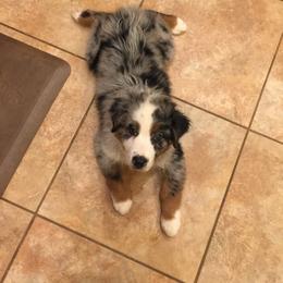Australian Shepherd Puppies from Oak Island Australian Shepherds