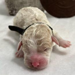 Boy 3 - Phantom male Bernedoodle puppy in Leesport, Pennsylvania from Bechtel’s Tiny Bernadoodles