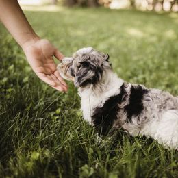Aussiedoodle Puppies from Olive Tree Mini Aussiedoodles