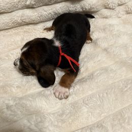 Basset Hound Puppies from CK Beagles & Bassets