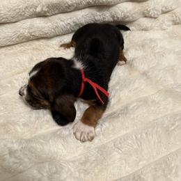 Basset Hound Puppies from CK Beagles & Bassets
