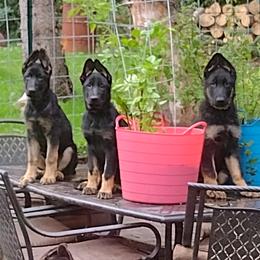 German Shepherds from Elaina's German Shepherds