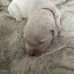 White - Light golden male Golden Retriever puppy in Williamsport, Maryland from Feather Fletched English Goldens