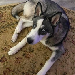 Siberian Husky All Grown Up from Sunrise Siberians