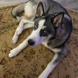 Siberian Husky All Grown Up from Sunrise Siberians