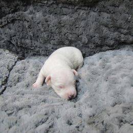 Jack Russell Terrier Puppies from Shell's Terriers