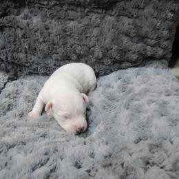 Jack Russell Terrier Puppies from Shell's Terriers