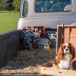 Cavalier King Charles Spaniels from Meadowlake Cavaliers