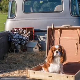 Cavalier King Charles Spaniels from Meadowlake Cavaliers