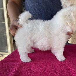 Bichon Frise Puppies from Drumhills Kennel