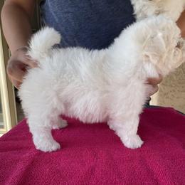 Bichon Frise Puppies from Drumhills Kennel