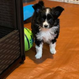Sporty Mix Puppies from Ebonheart Kennel