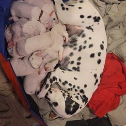 Dalmatian Puppies from Delaney's Dalmatians