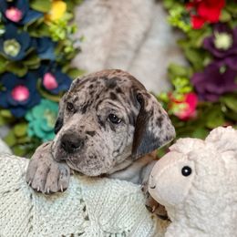 Girl 4 - Merle Great Dane puppy in Reno, Nevada from Good Dog Danes