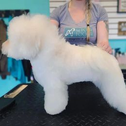 Bichon Frise Puppies from Charmed Bichons
