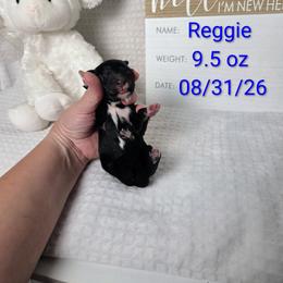 Reggie - Black and white male Sheepadoodle puppy in Cornelia, Georgia from Yates Family Farm