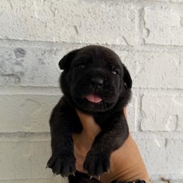 Luci - Black brindle female Cane Corso puppy in Sandia, Texas from OneTime Cane Corso