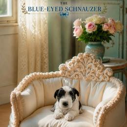 Charlie - Parti female Miniature Schnauzer puppy in Winter Haven, Florida from The Blue Eyed Schnauzer