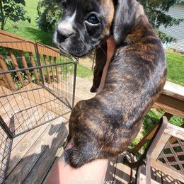 Boxer Puppies from Winchester Boxers