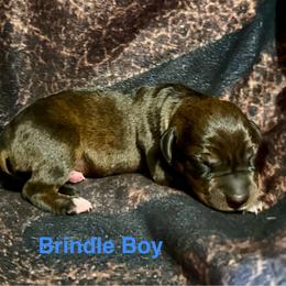 Boy 2 - Brindle male Catahoula Leopard Dog puppy in Peyton, Colorado from Gunslinger Catahoulas