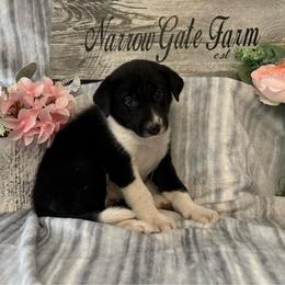 Indie - Black and white female Border Collie puppy in Moody, Texas from Narrow Gate Farm