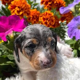 Dachshund Puppies from Desert Horizon Dachshunds