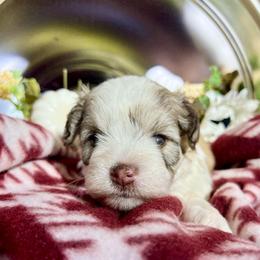 Riff - Parti male Miniature Schnauzer puppy in Menifee, California from Moonshine’s Minis