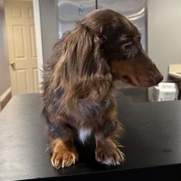 Maggie - Dachshund