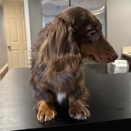 Maggie - Dachshund