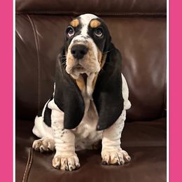 Girl 1 - Black white and brown Basset Hound puppy in Columbia, South Carolina from Pawmetto Hounds