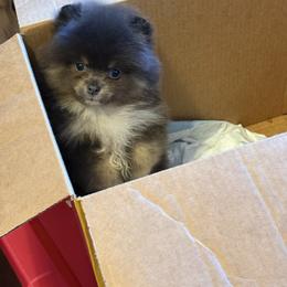Burberry - Blue male Pomeranian puppy in Ector, Texas from BB Pomeranians