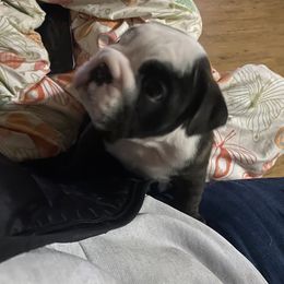 Boy 4 - Bulldog puppy in Myerstown, Pennsylvania from Brooke’s Babies