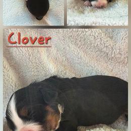 Girl 2 - Black rust and white female Bernese Mountain Dog puppy in Independence, Virginia from Chestnut Hill Bernese Mountain Dogs