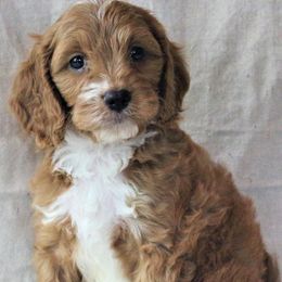 Cavalier King Charles Spaniels from Penny and Friends Kennel