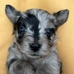 Girl 2 - Blue merle female Aussiedoodle puppy in Allardt, Tennessee from Hearth&Hound Doodles