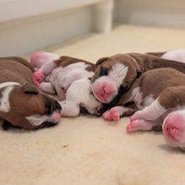 Boxer Puppies from Classic City Boxers