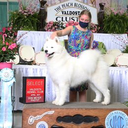 Indy - Samoyed