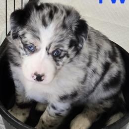 Border Collies from Kuhl's Border Collies