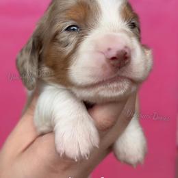 President Barbie - Dapple female Dachshund puppy in Chandler, Arizona from Vonaducci Doxies, LLC.