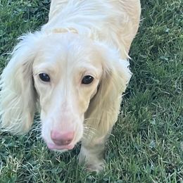 Remy - Dachshund